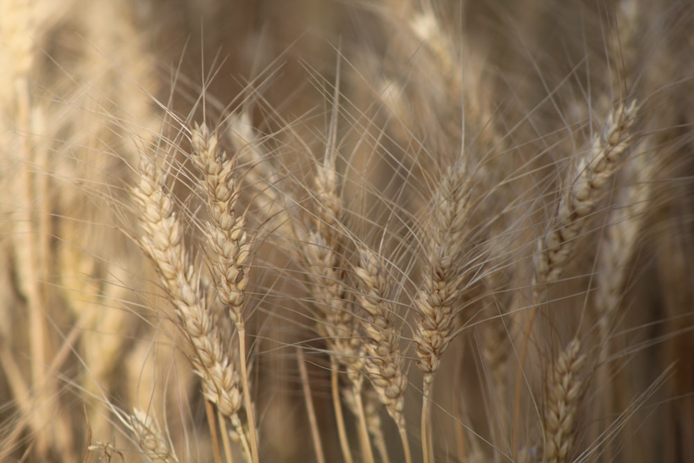 um close up de um cacho de trigo em um campo