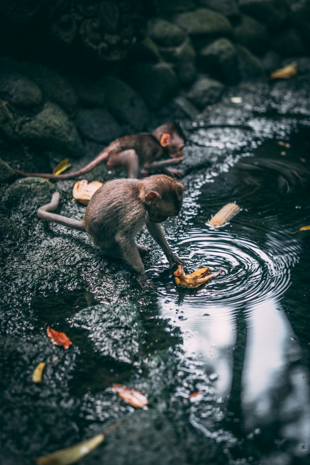 a couple of monkeys are playing in the water