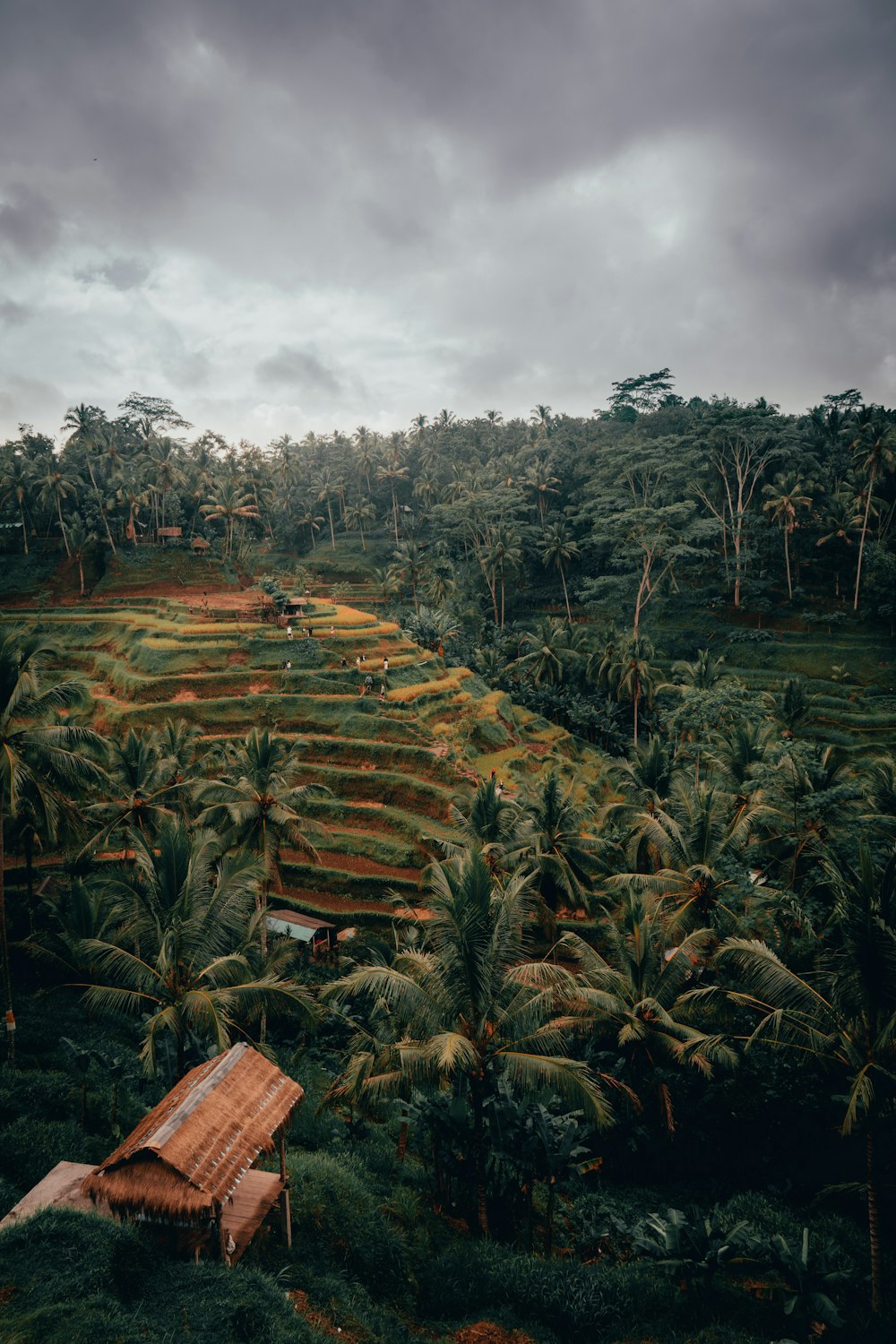 a lush green forest filled with lots of trees