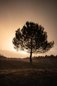 Roots sprawling deep into dark soil beneath a lone tree standing tall against a muted gold sunset.
