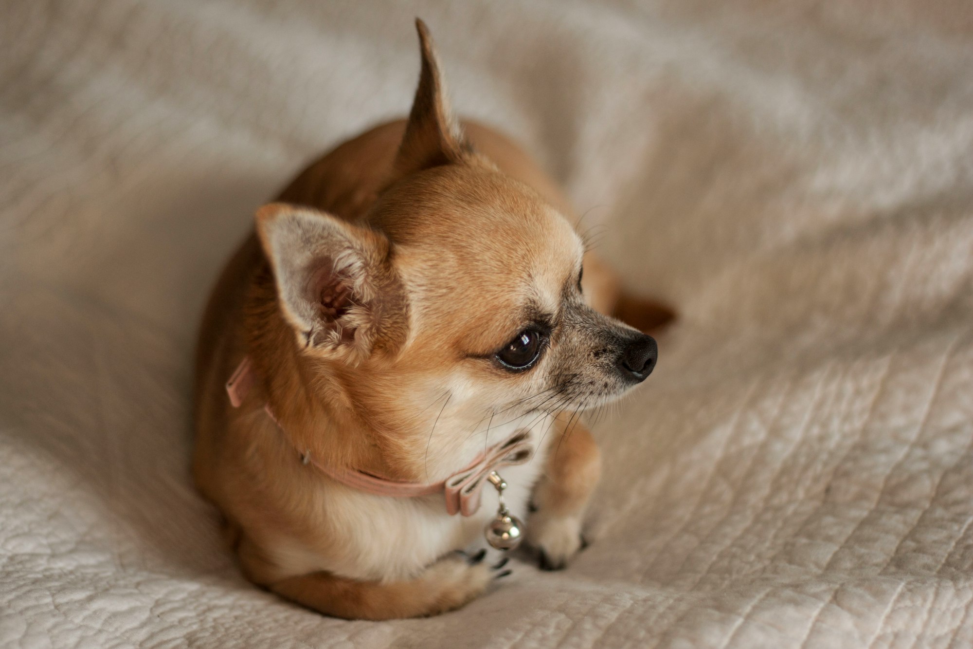 how much does a chihuahua cost
