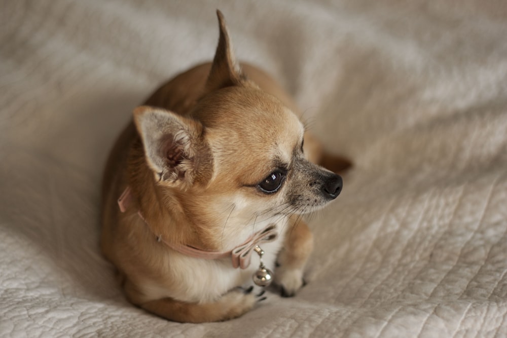 brown and white chihuahua lying on white textile