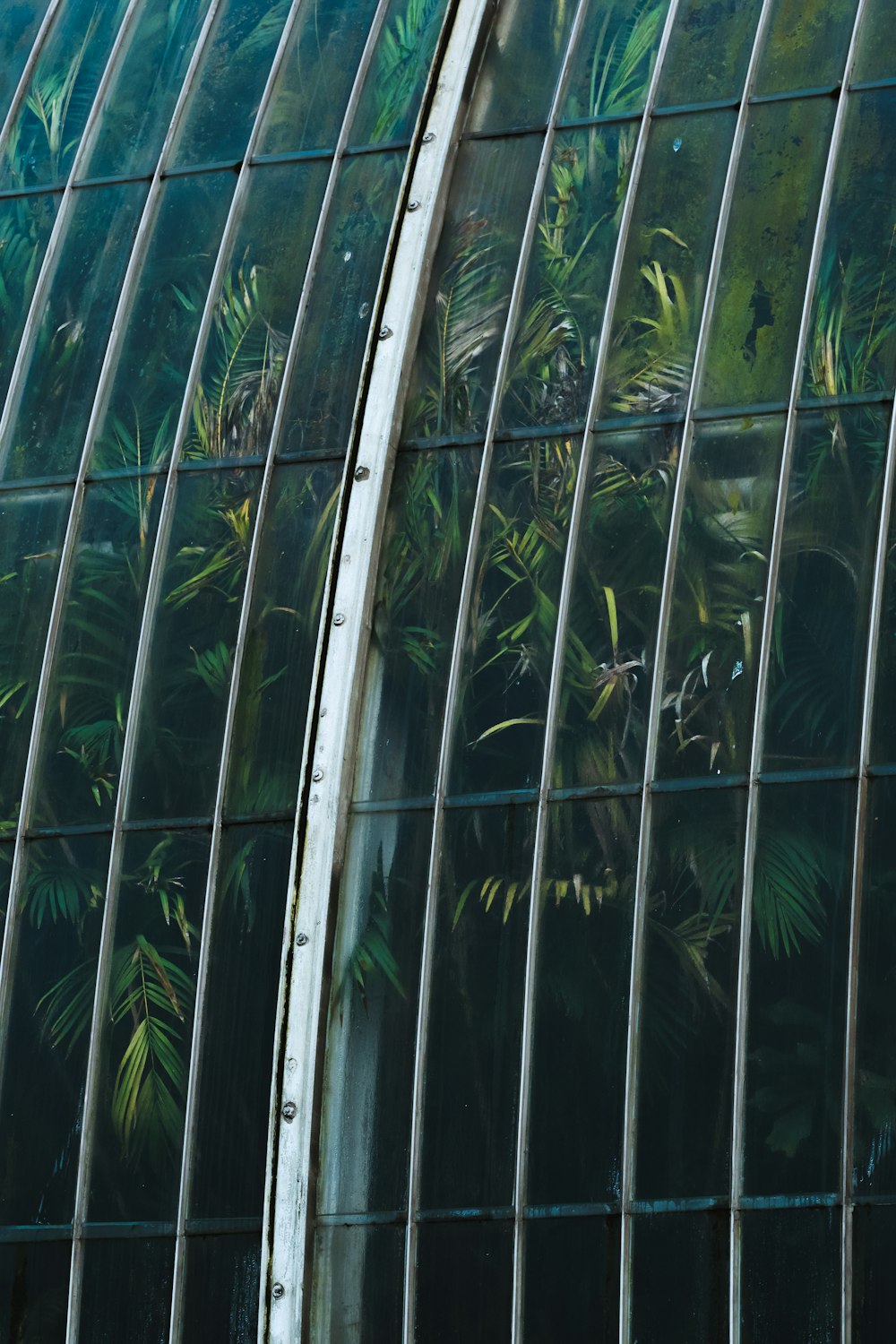 green leaf plant in greenhouse