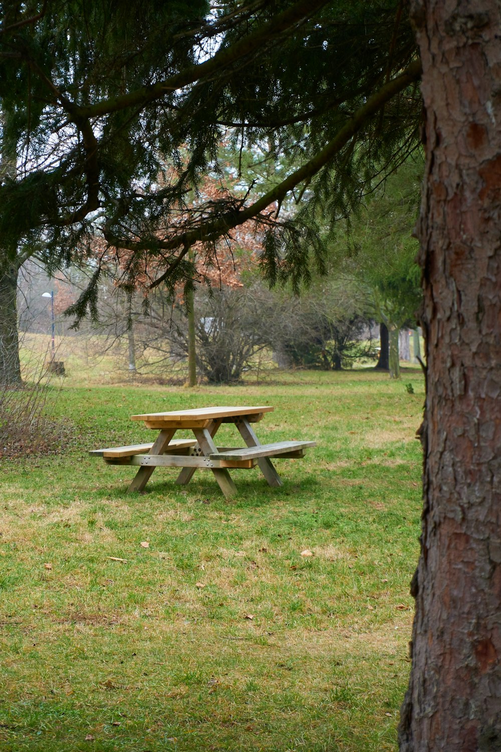 brown wooden bench on green grass field
