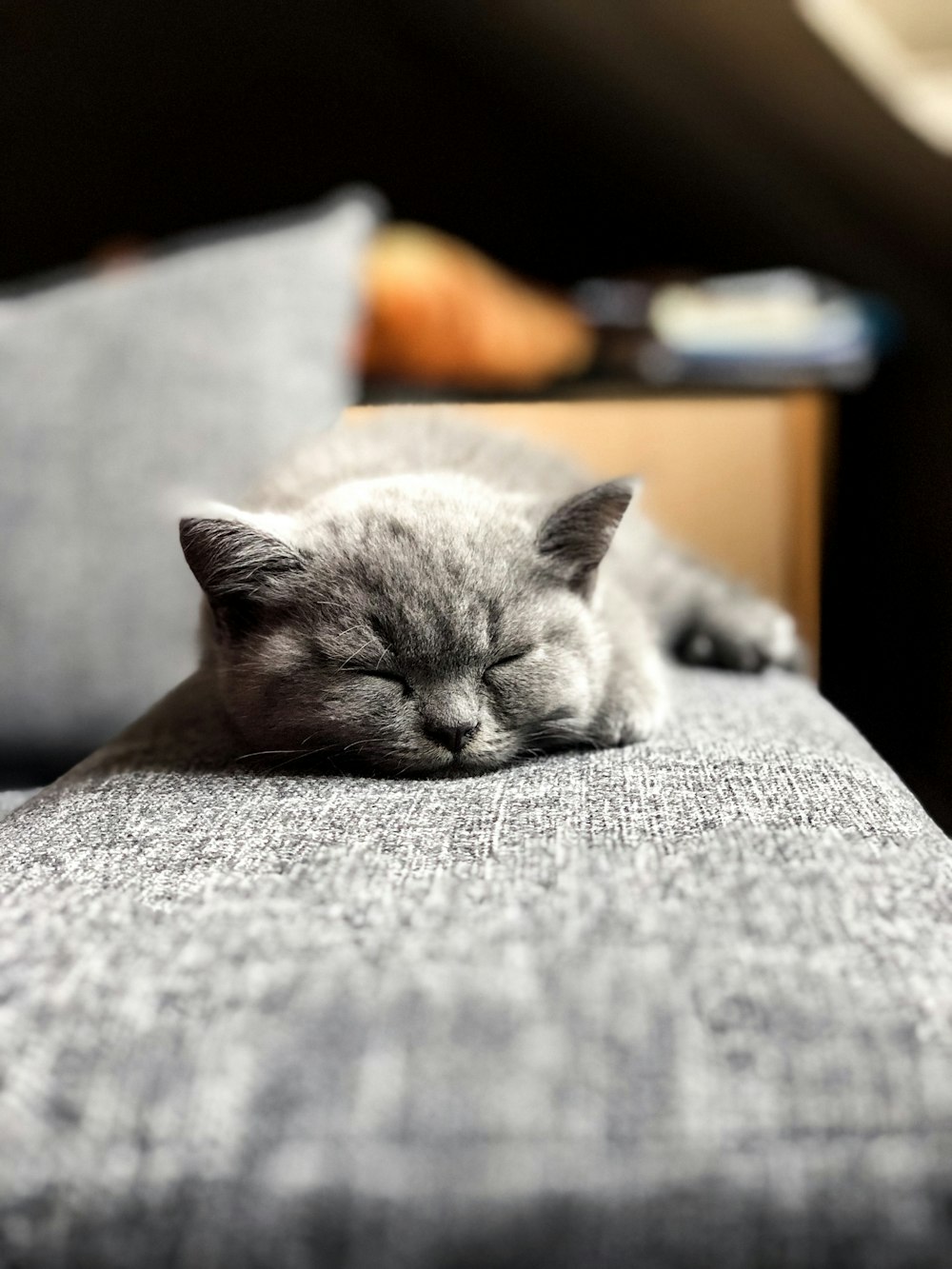 russian blue cat lying on gray textile