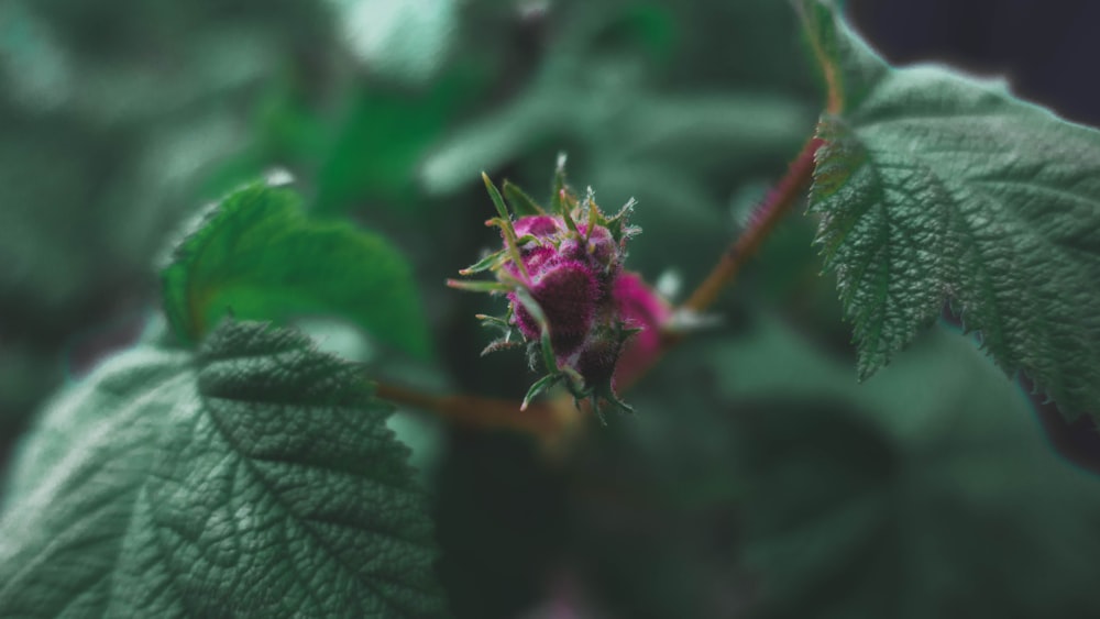 pink flower in tilt shift lens