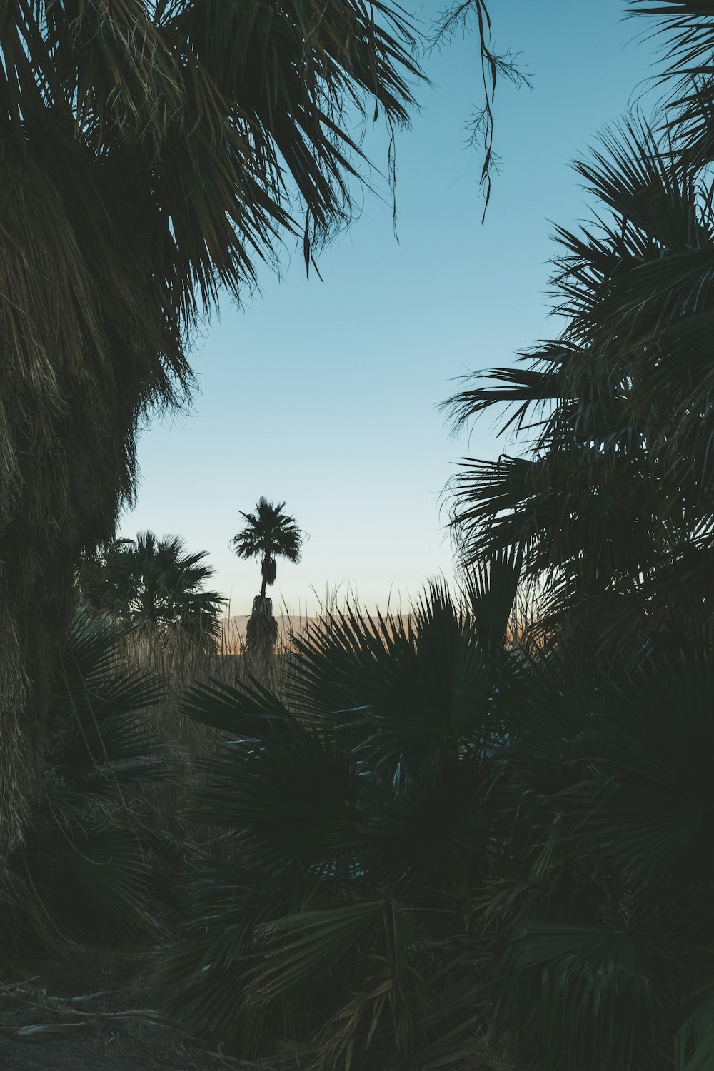 palm tree under blue sky during daytime