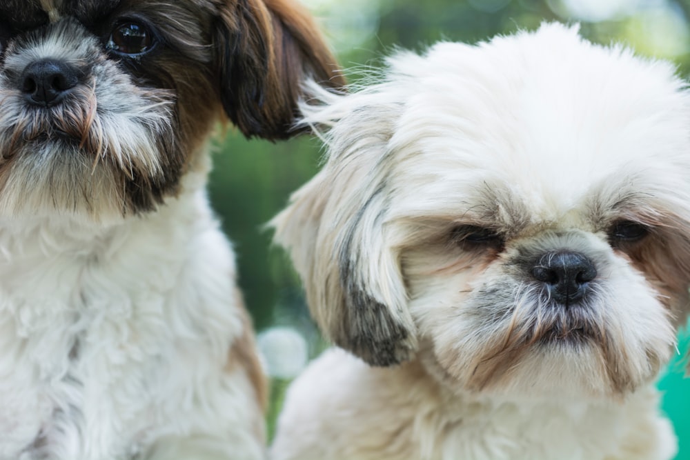 weißer und brauner Shih Tzu Welpe