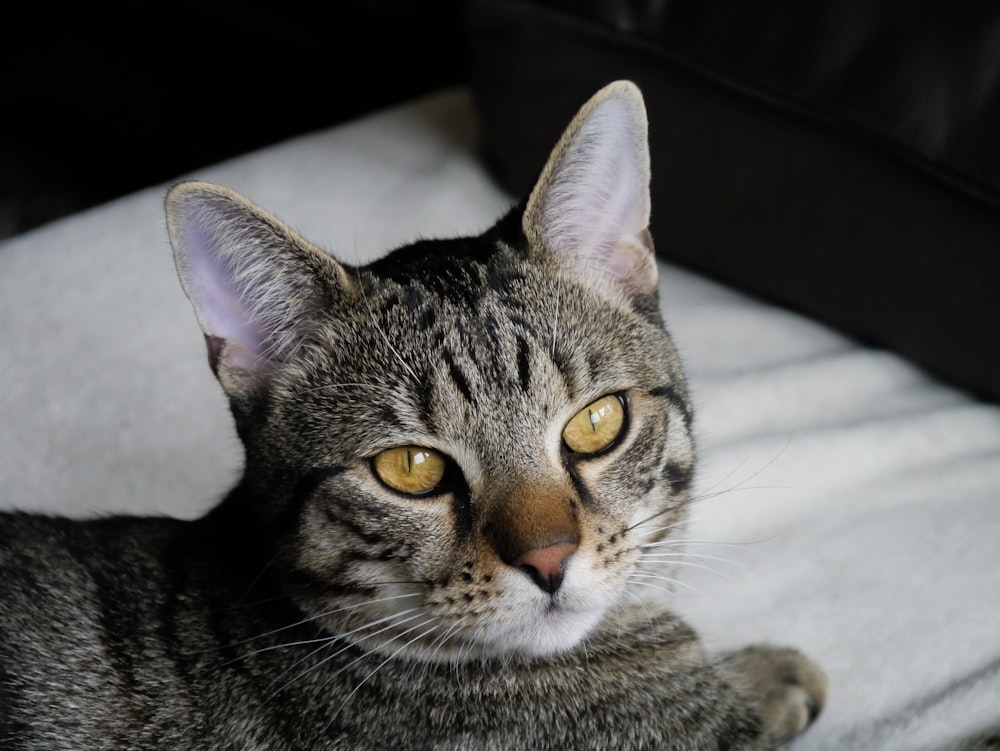 brown tabby cat lying on white textile