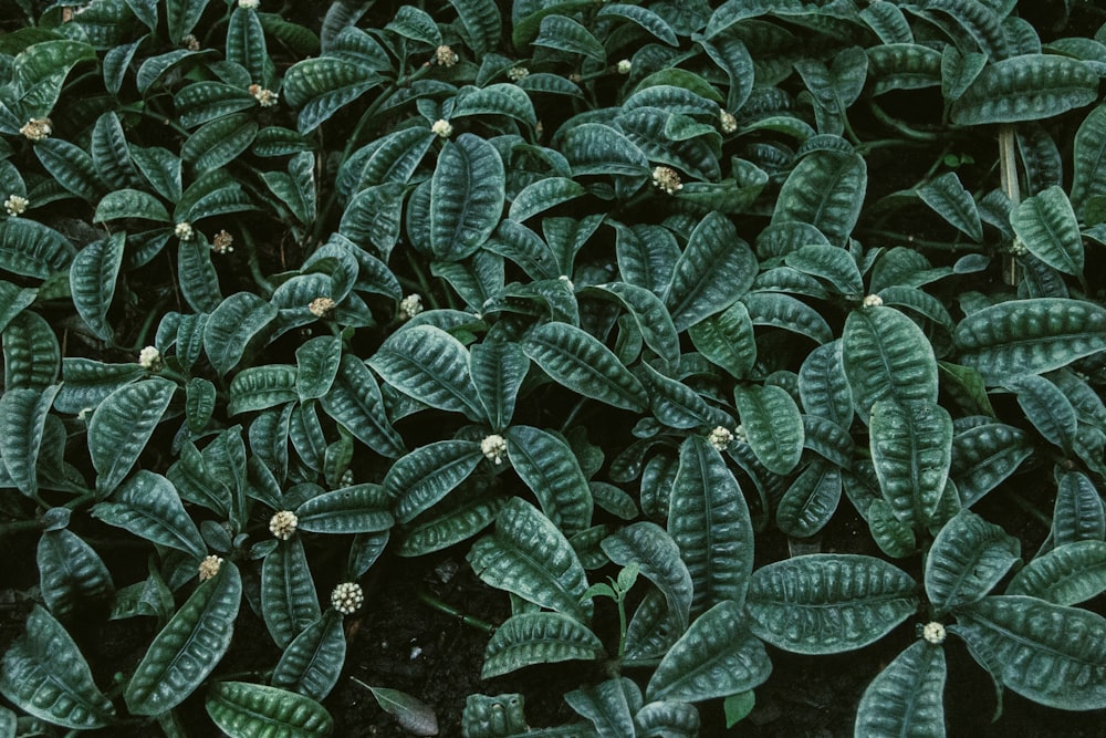 green leaves on body of water