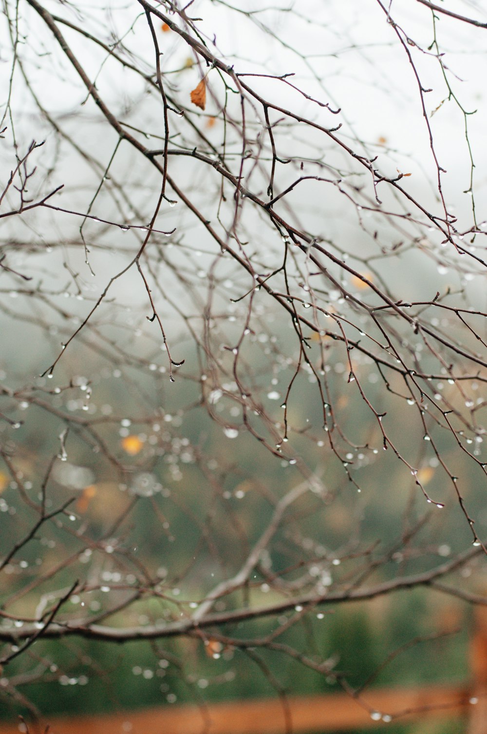 white and brown tree branch