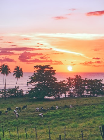 Sunset view over the Charcolargo Alimentosd pig farm, highlighting natural surroundings.