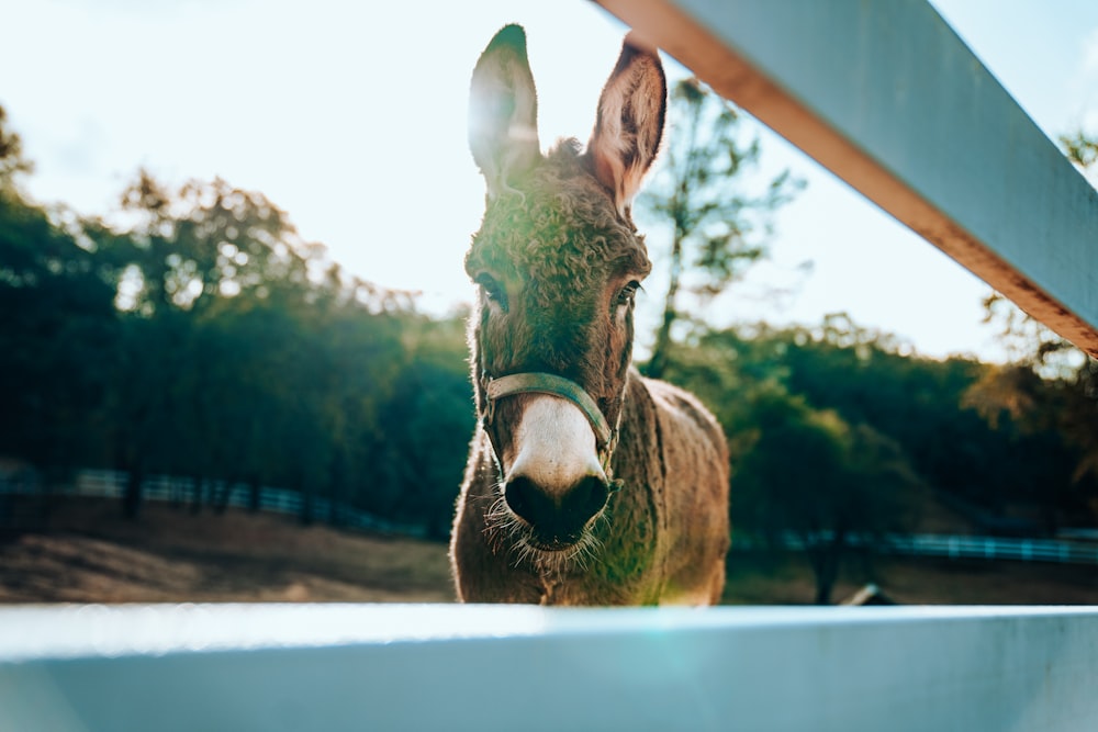 a donkey looking over a fence at the camera
