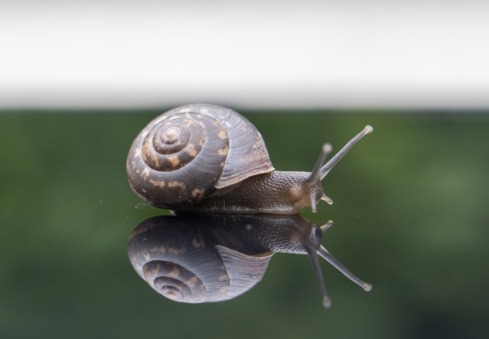 Caracol marrón en hierba verde durante el día