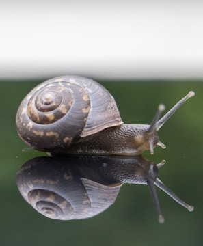 brown snail on green grass during daytime