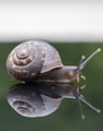 brown snail on green grass during daytime