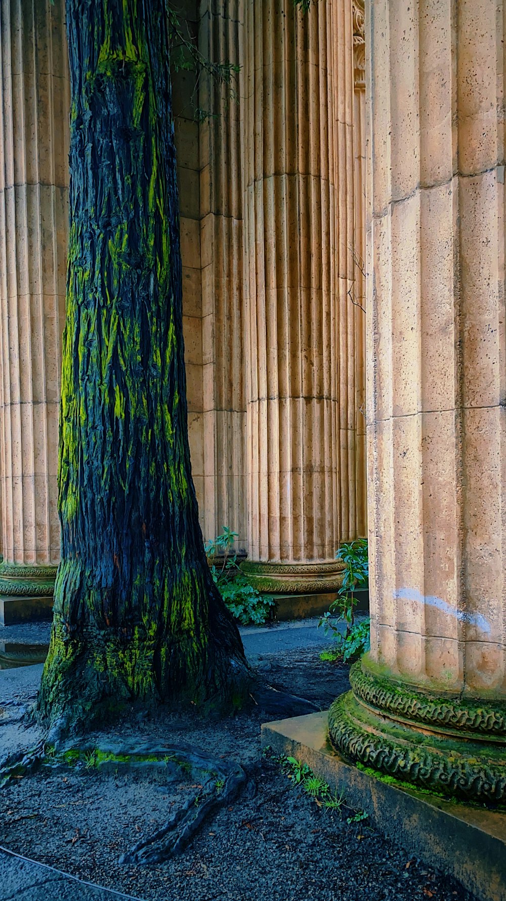 柱のある建物の前の木