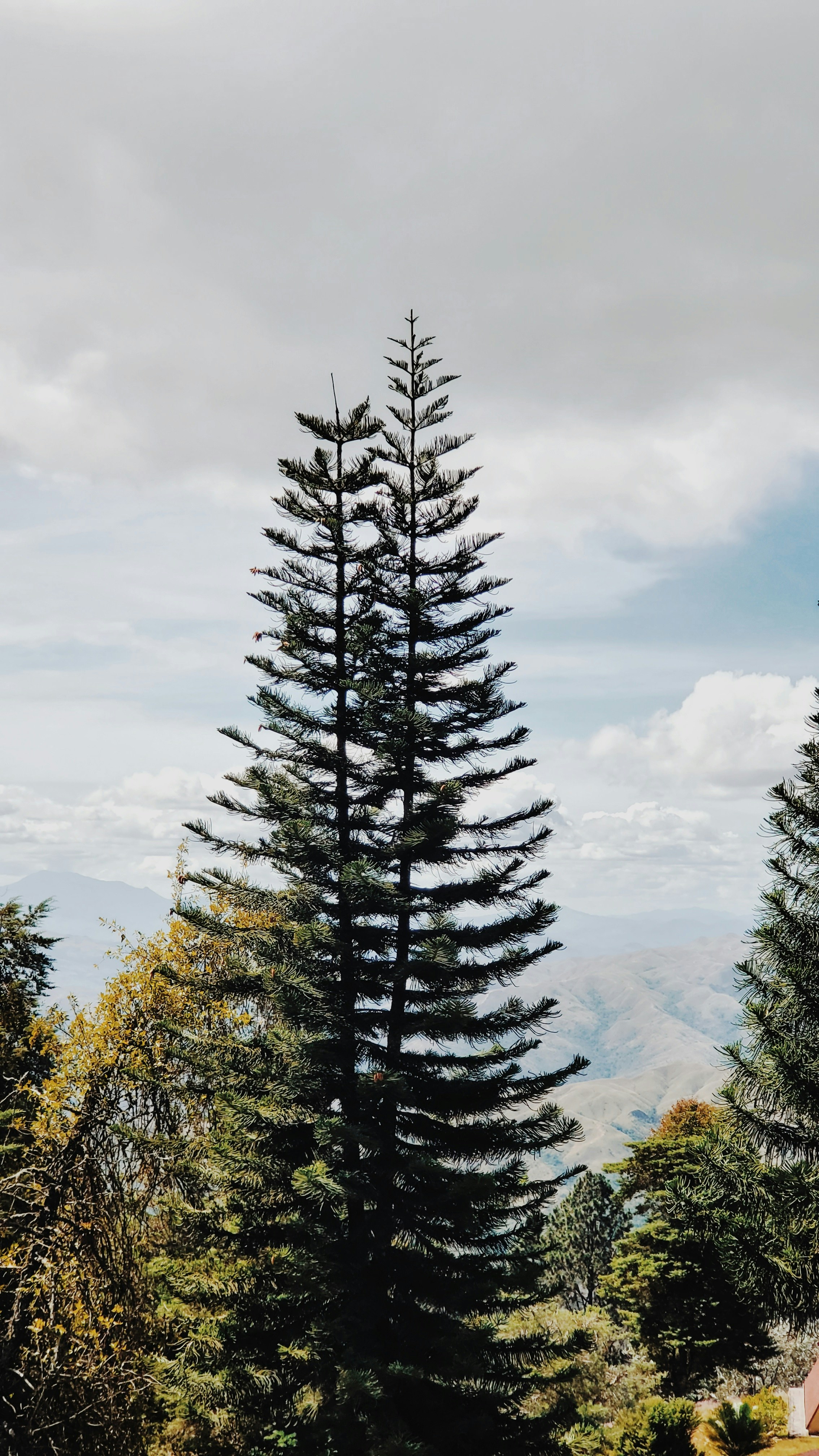 green pine trees under cloudy sky during daytime