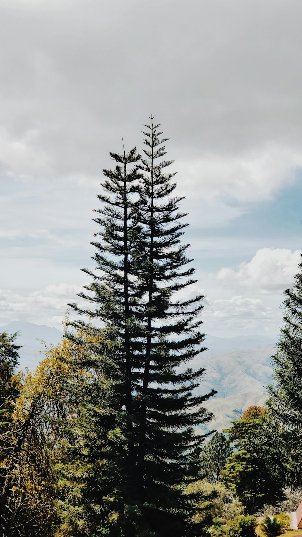 pinos verdes bajo el cielo nublado durante el día