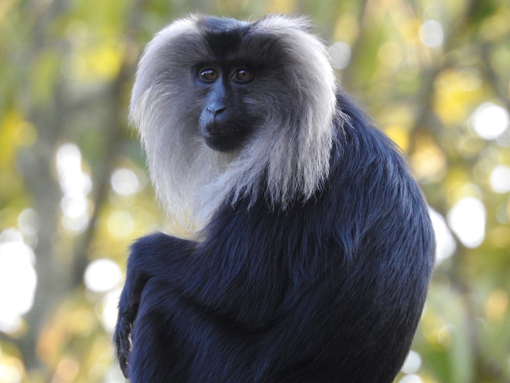 black monkey on brown wooden surface during daytime