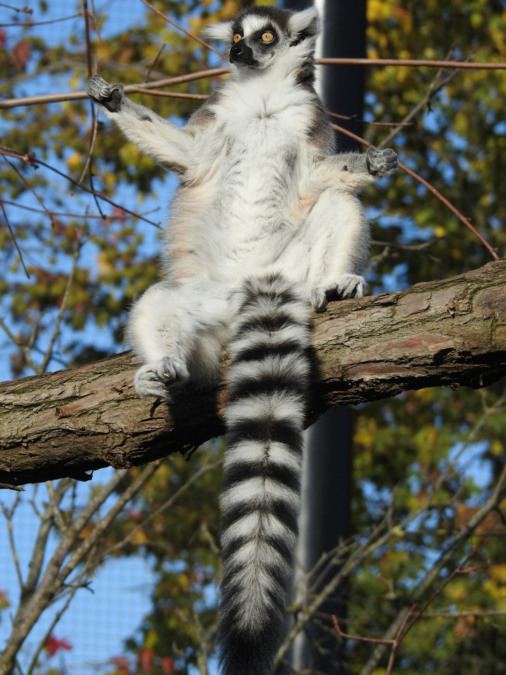 white and black animal on brown tree branch during daytime