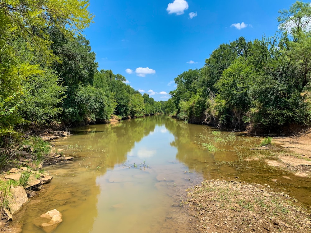 green trees beside river under blue sky during daytime