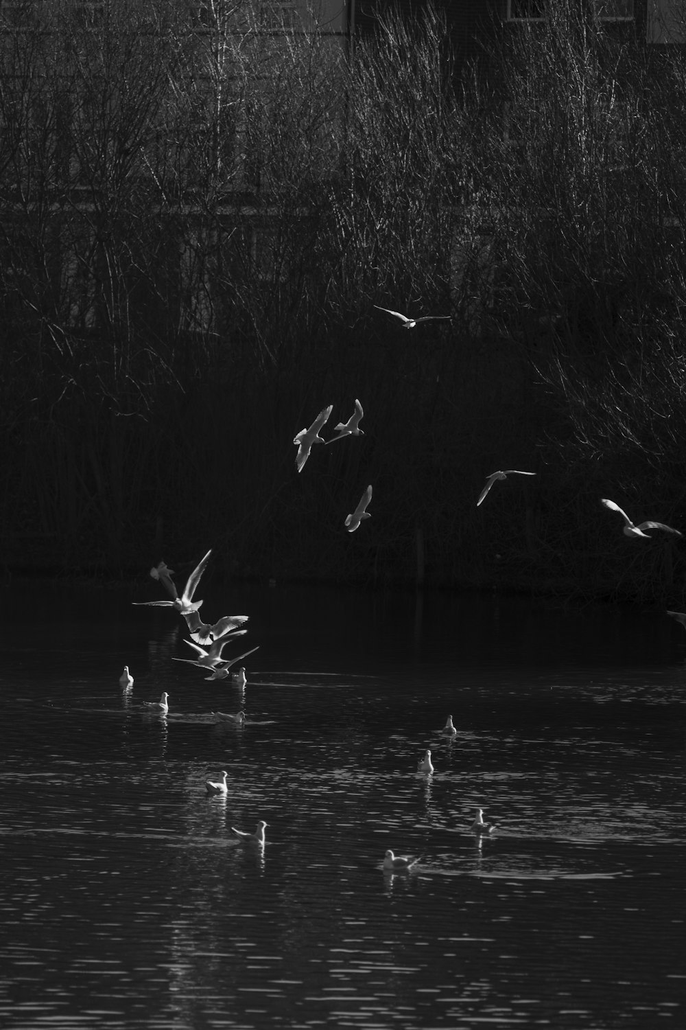 a flock of birds flying over a body of water