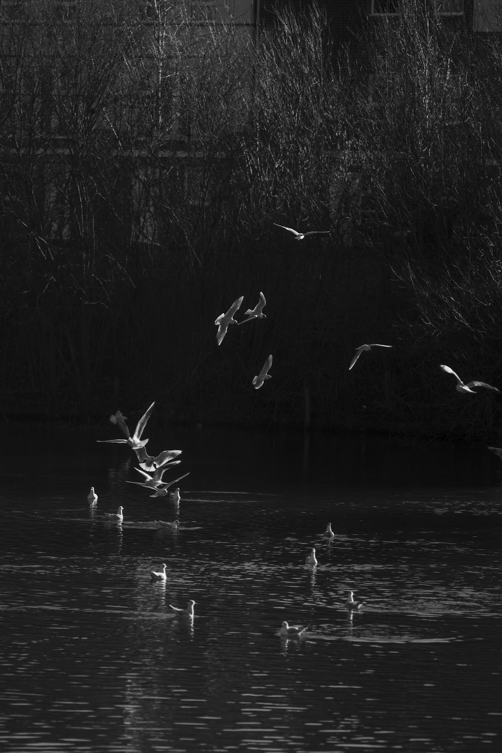水域の上を飛ぶ鳥の群れ
