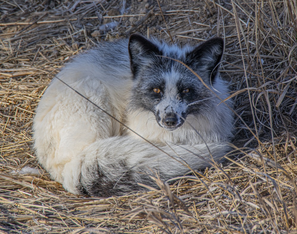 a gray and white fox laying on top of dry grass