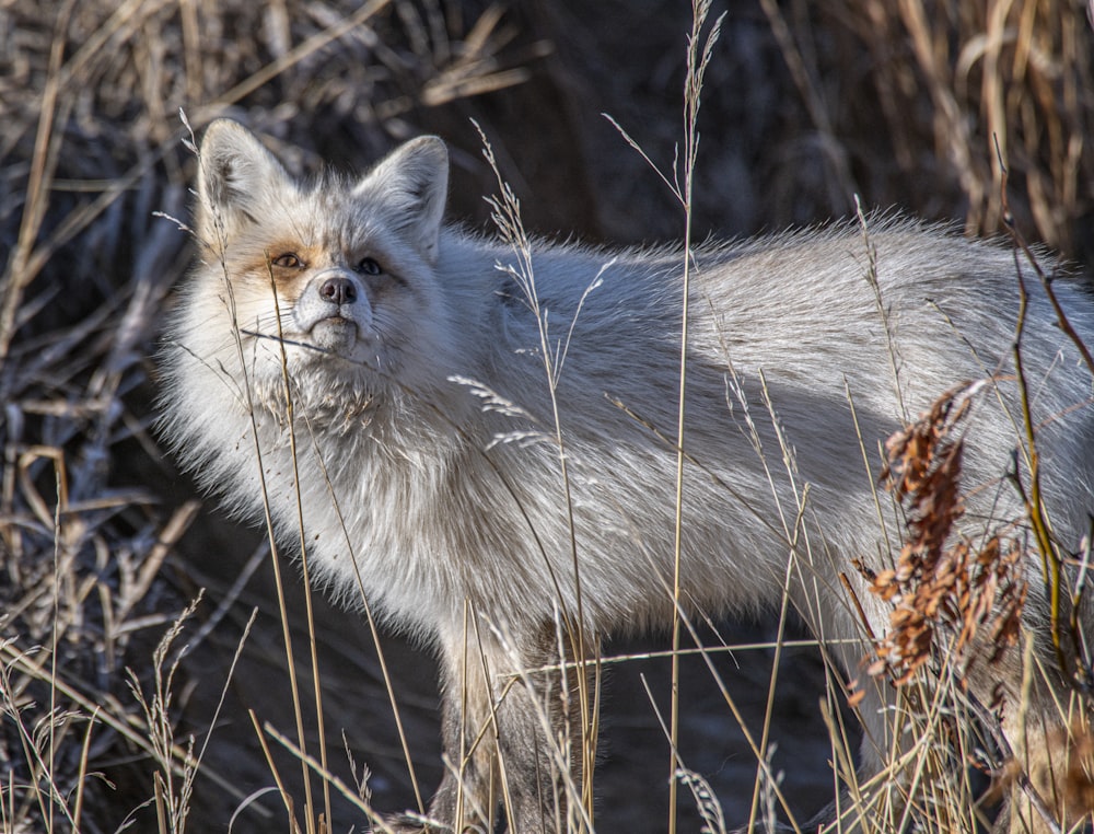 a white fox standing in a field of dry grass