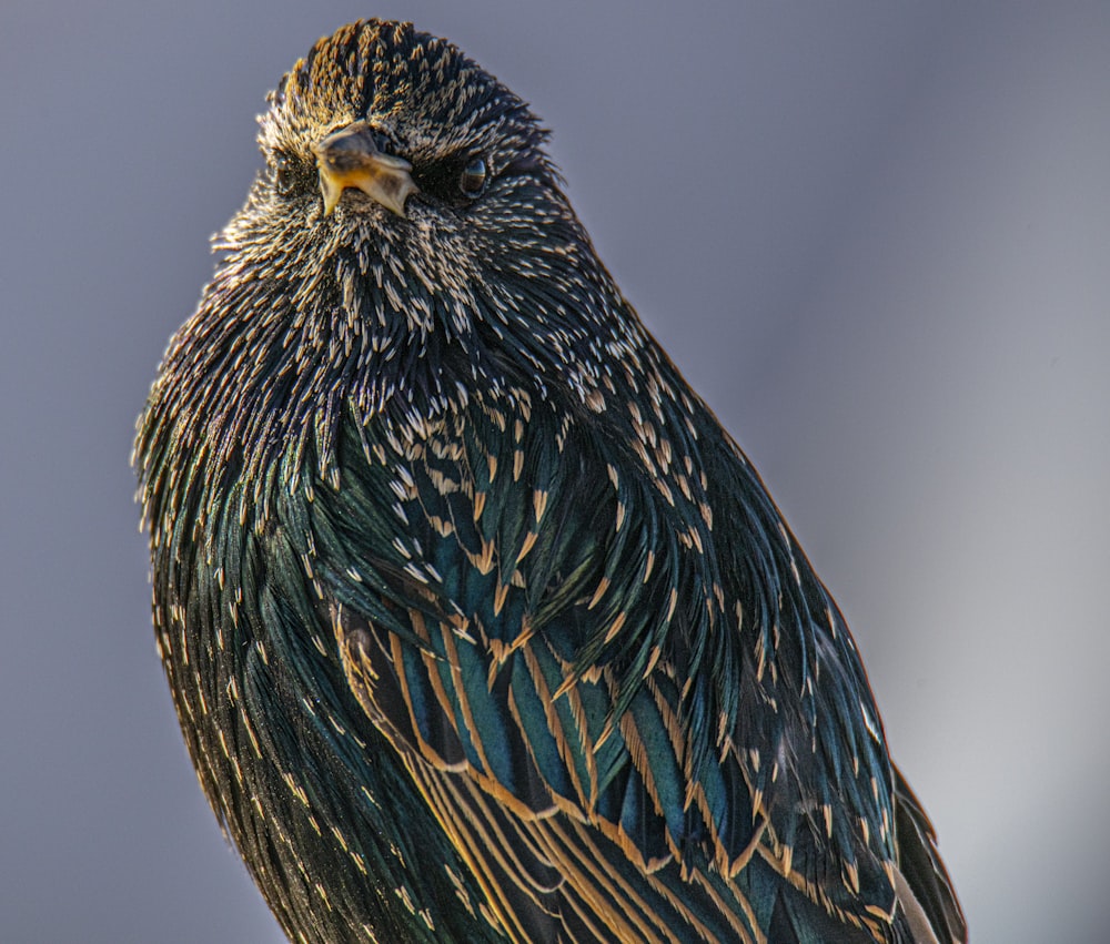 a close up of a bird on a branch