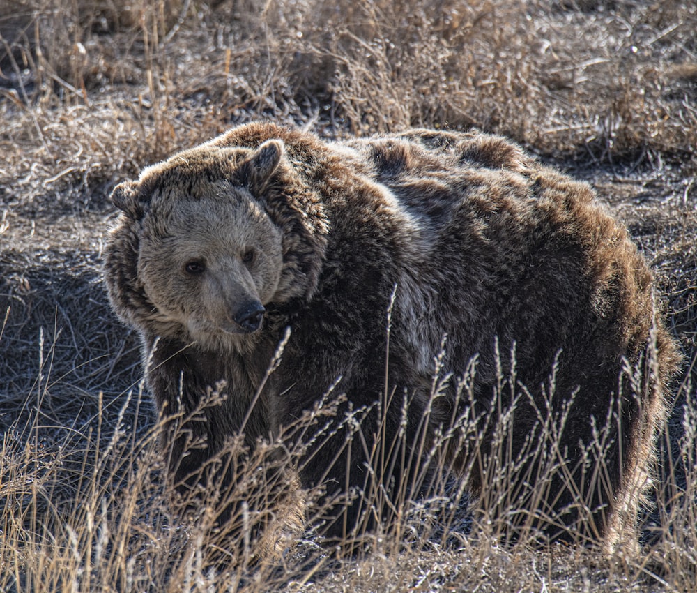 a brown bear walking through a dry grass field