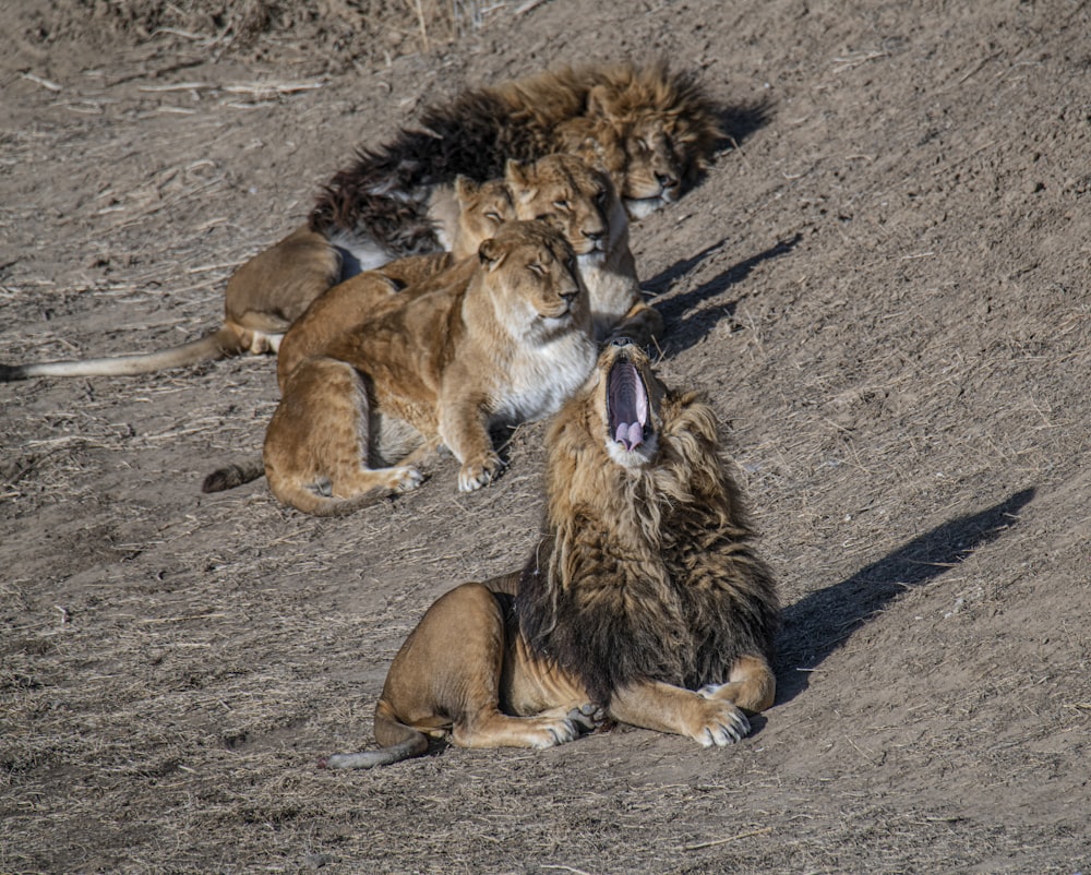 a group of lions sitting on top of a dirt field