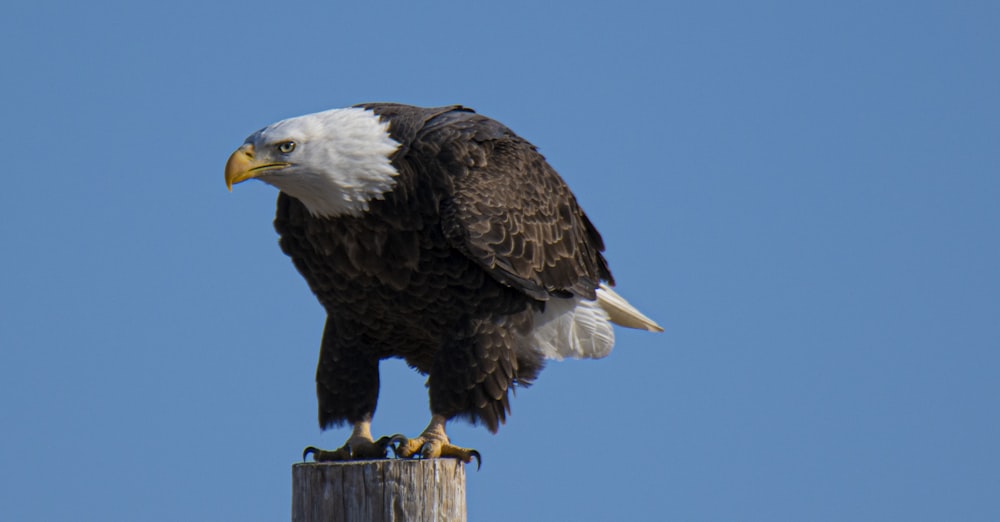 a bald eagle perched on top of a wooden post