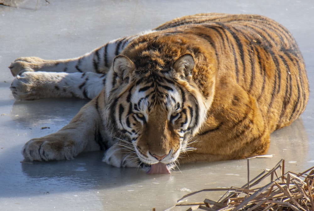 a tiger laying on the ground in the snow