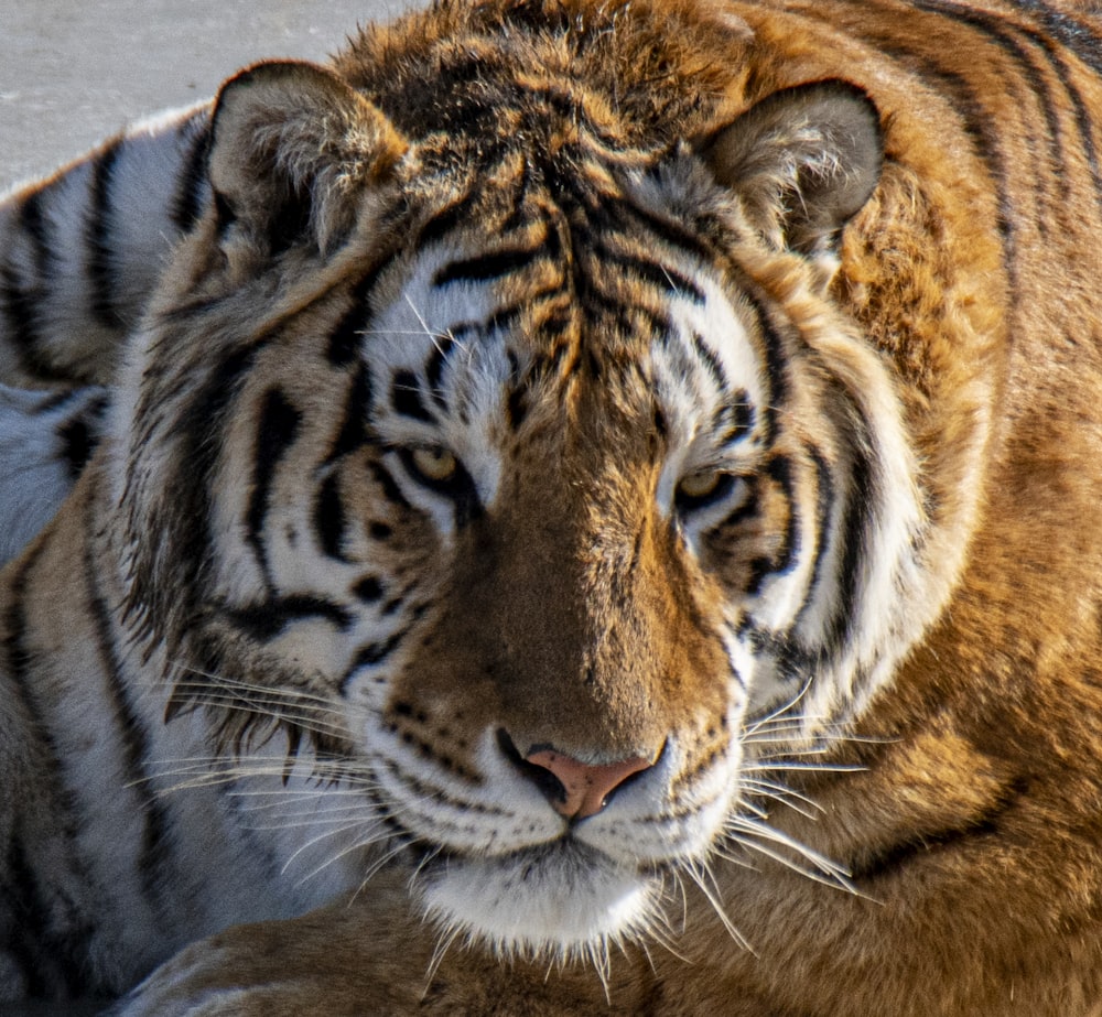 a close up of a tiger laying on the ground