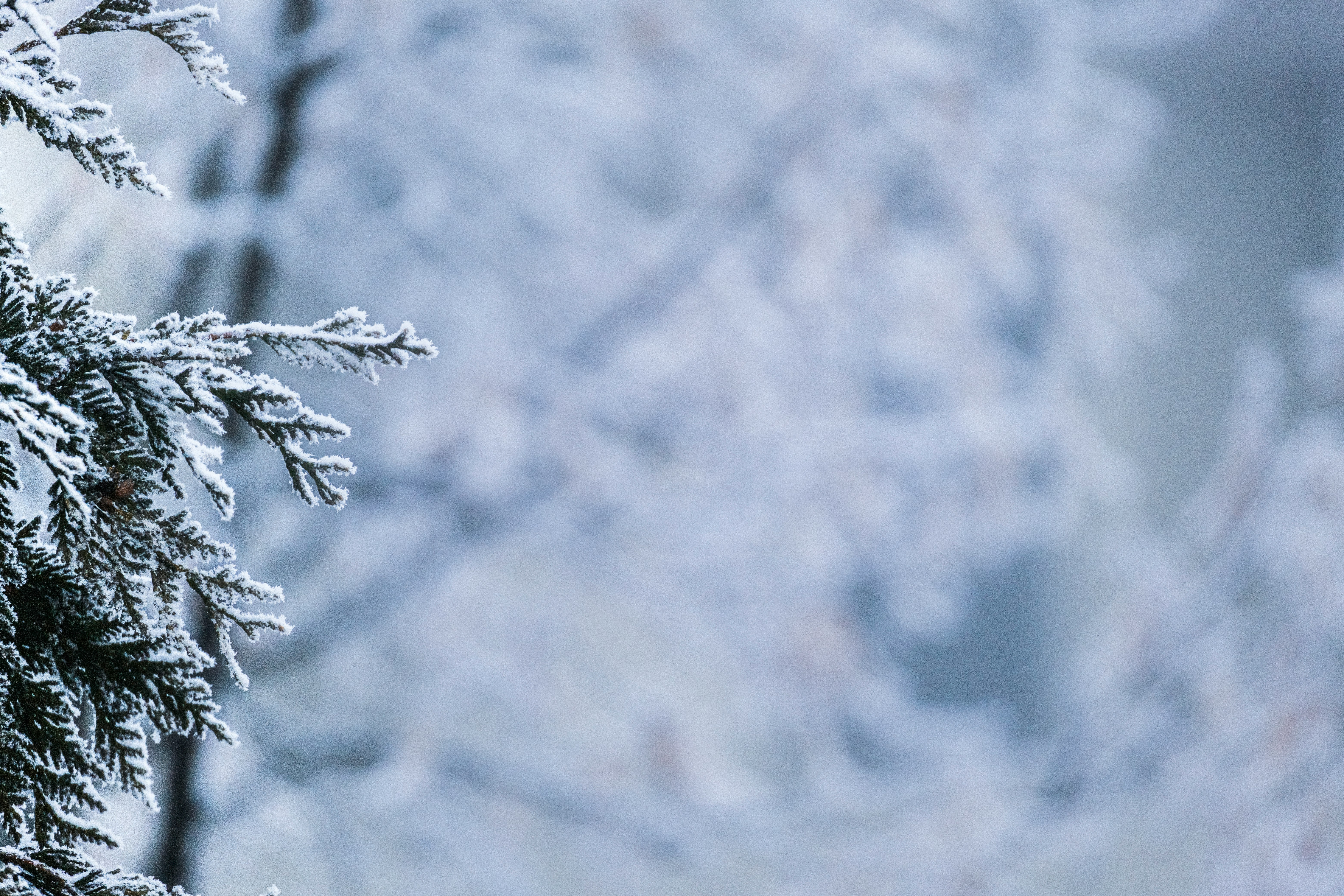 white snow on black tree branch