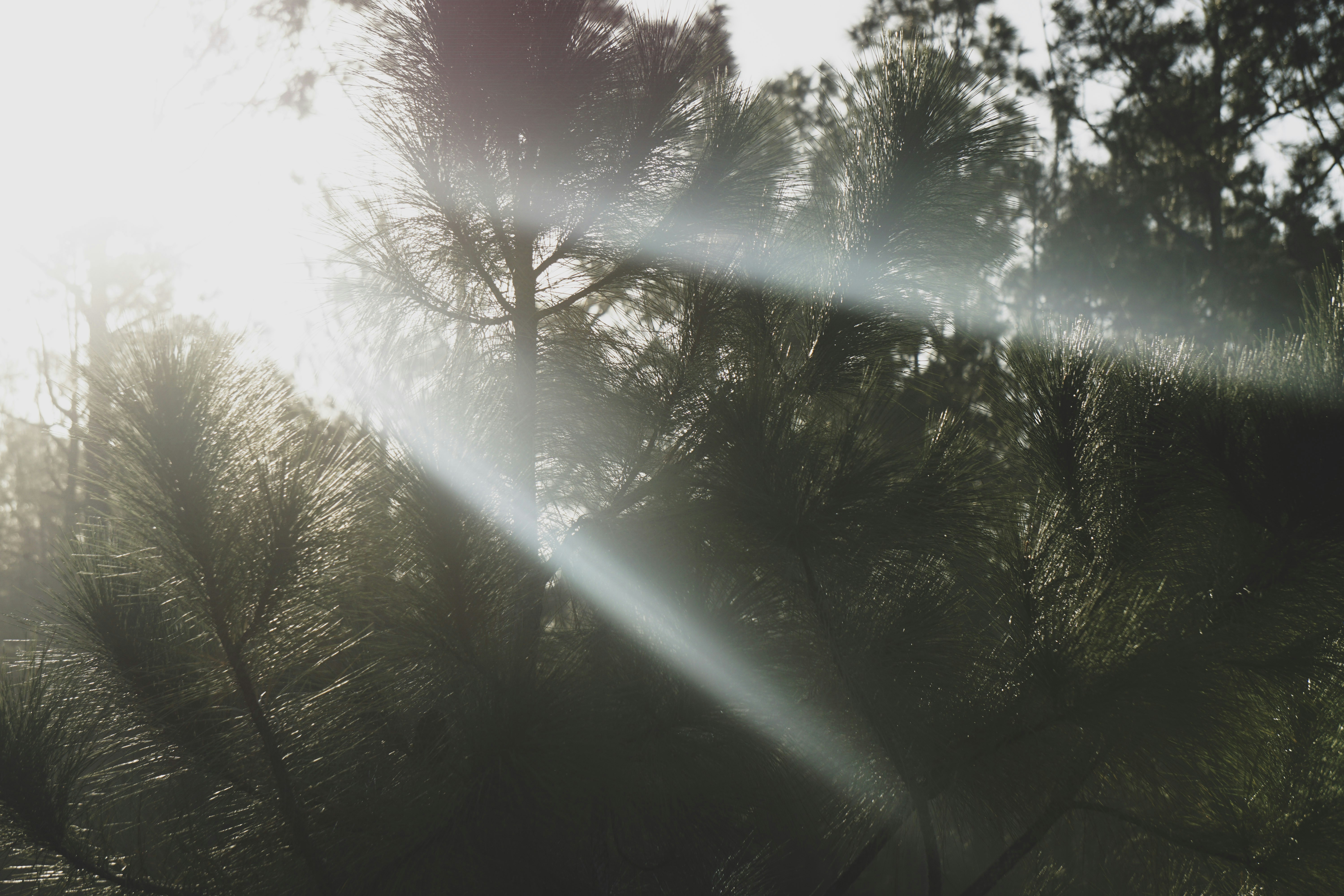 Il sole splende tra i rami di un pino