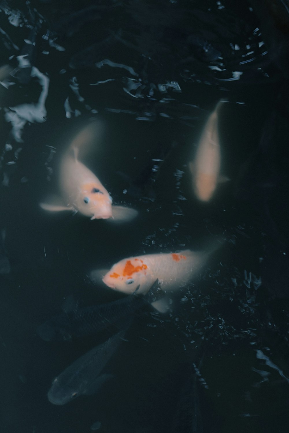 orange and white koi fish