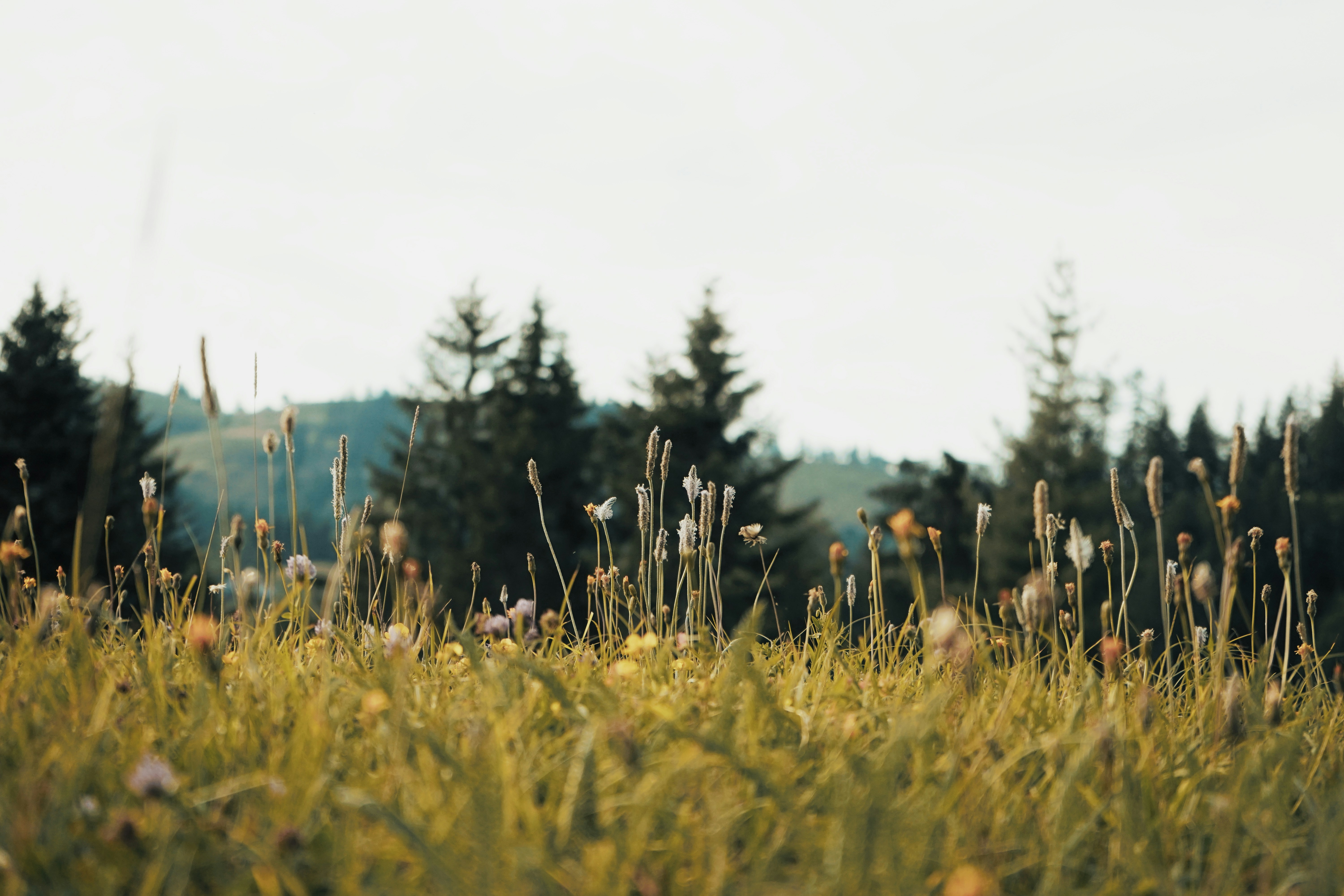 Photo by janik_clicks