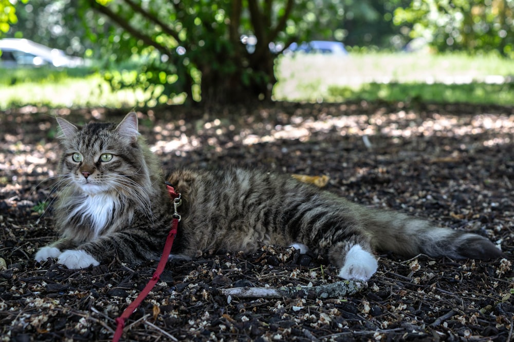 silver tabby cat lying on ground