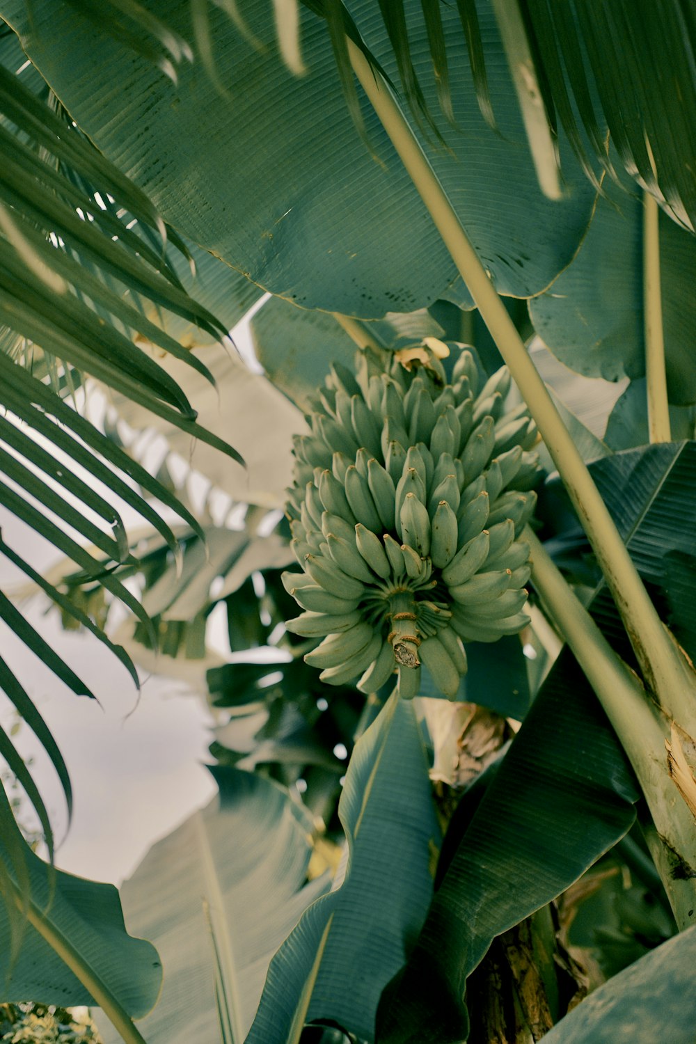 green and white flower buds