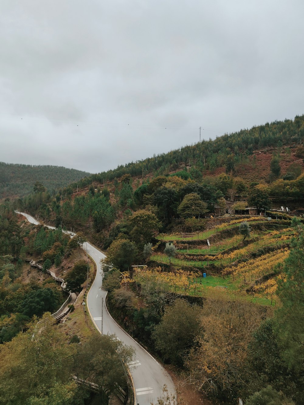 aerial view of green trees and road during daytime