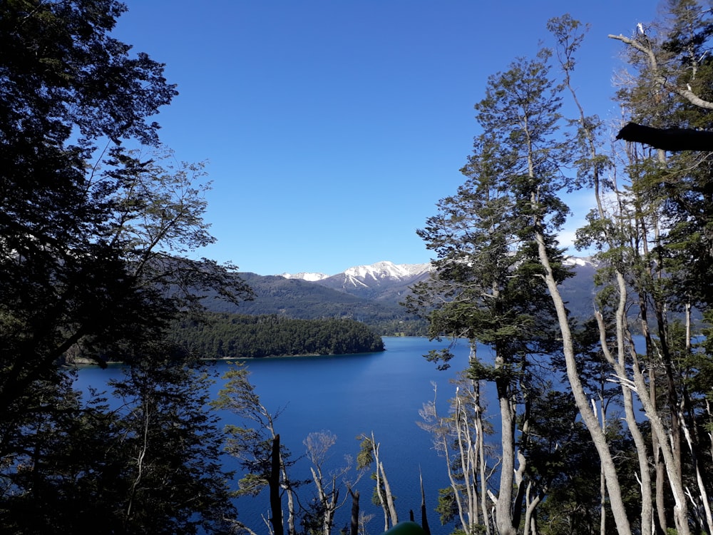 green trees near lake under blue sky during daytime