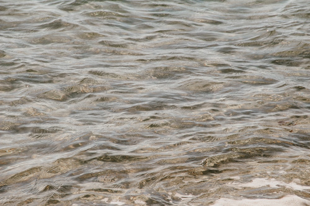 a bird is standing in the shallow water