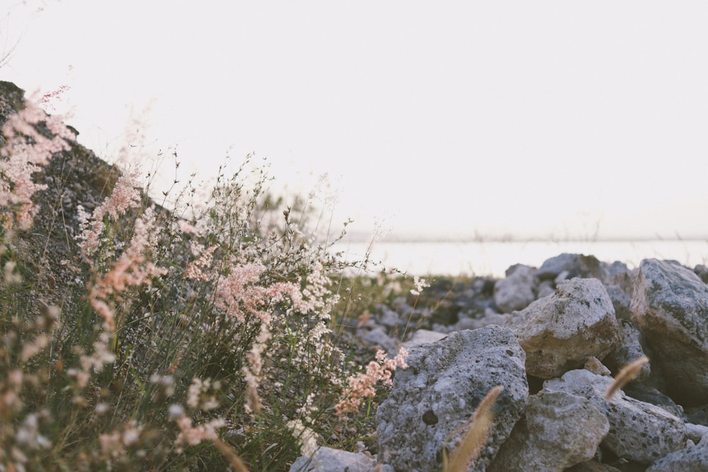 a bunch of rocks and plants in a field