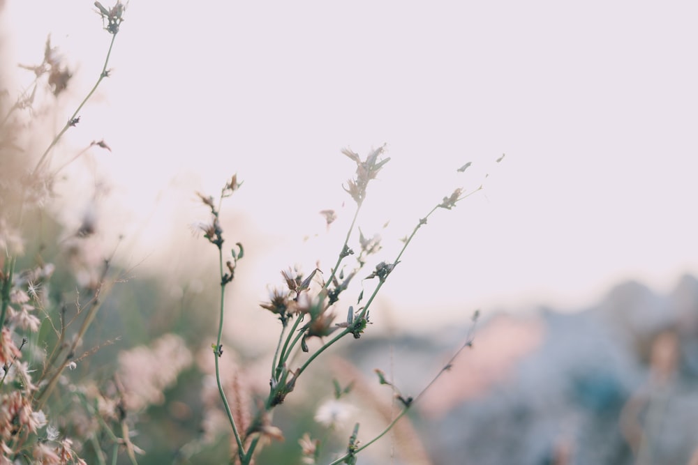 a close up of a plant with small white flowers