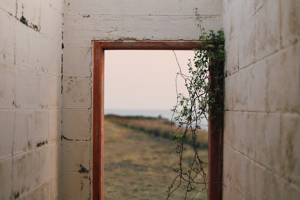 a window with vines growing out of it