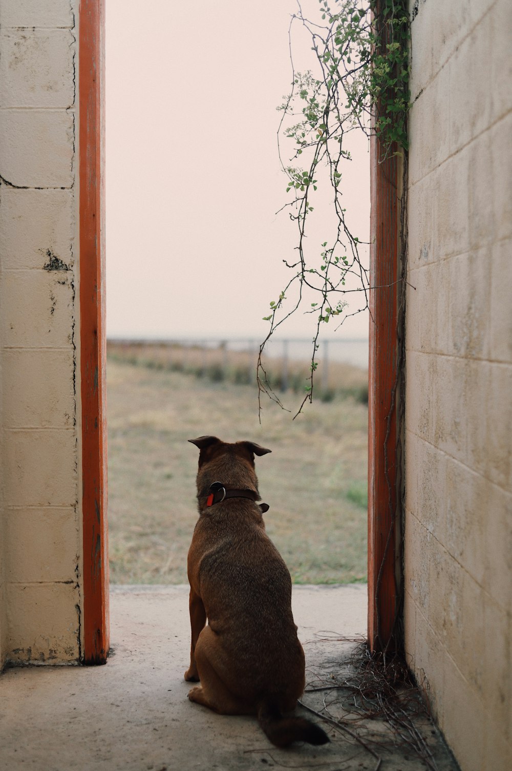 a brown dog sitting in an open doorway