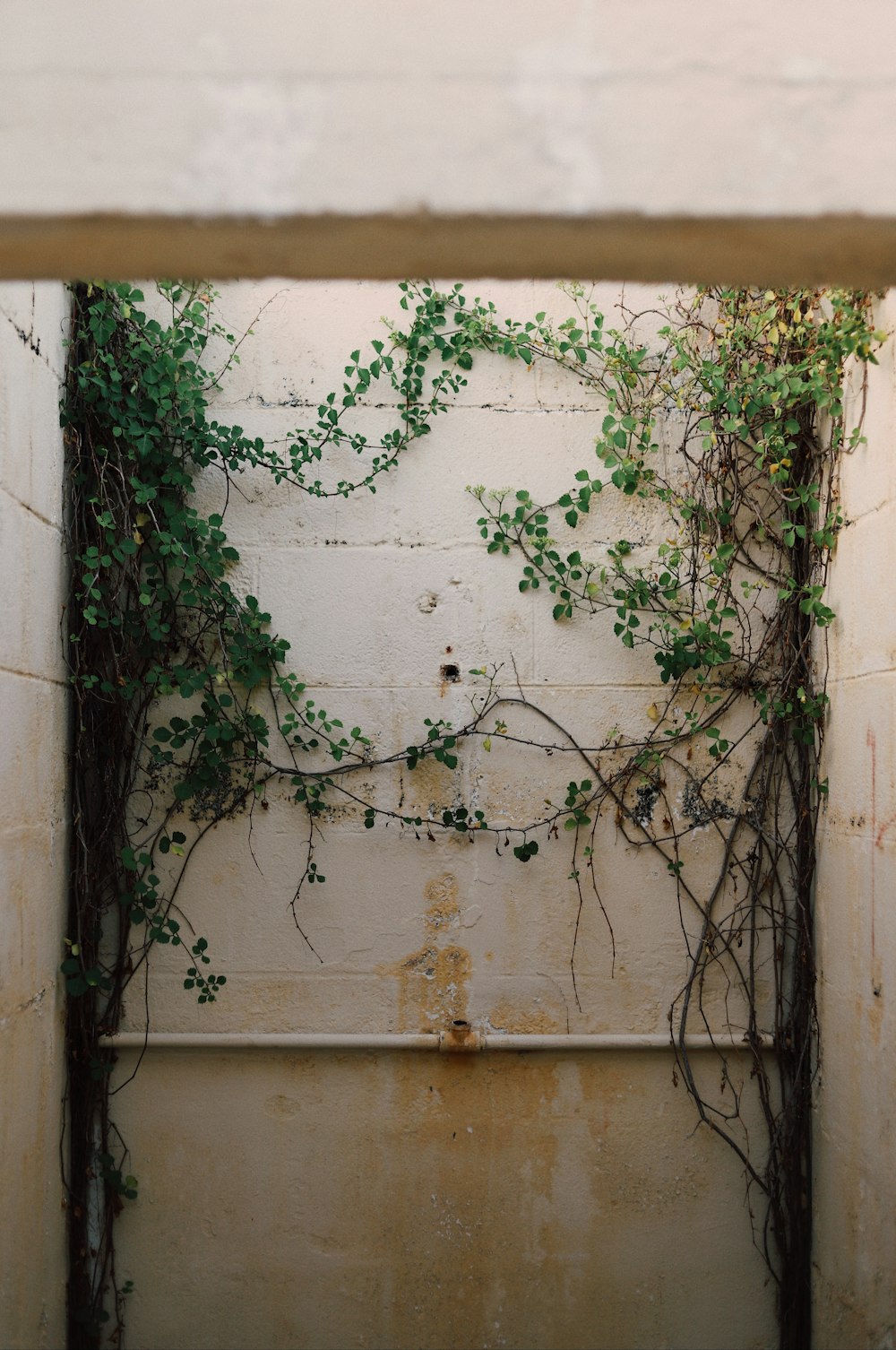 a wall with vines growing on it